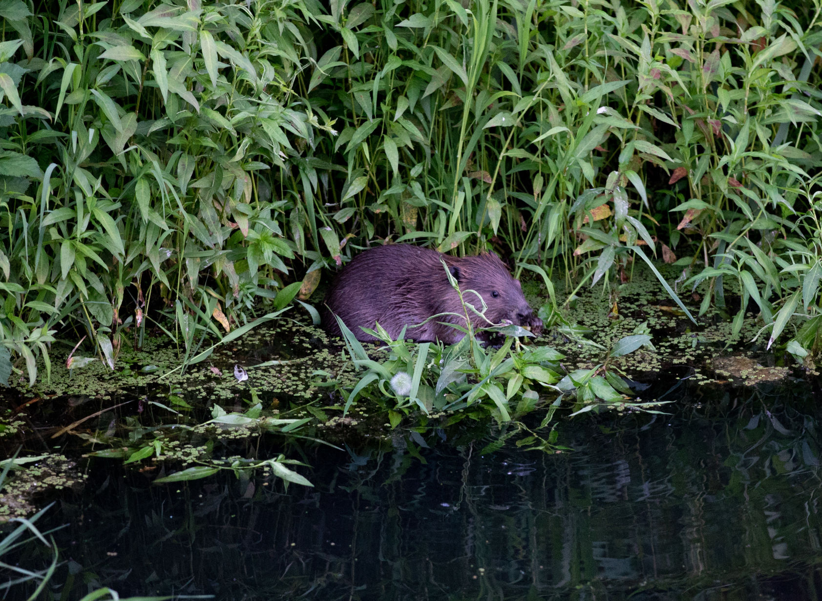 Beaver Lodge Summer 2019